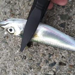 ショアジギ&エギング