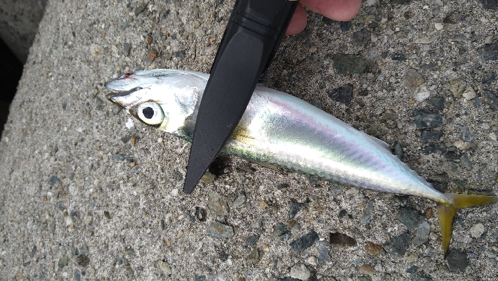 ショアジギ＆エギング