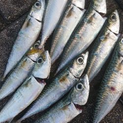 南港サバリング