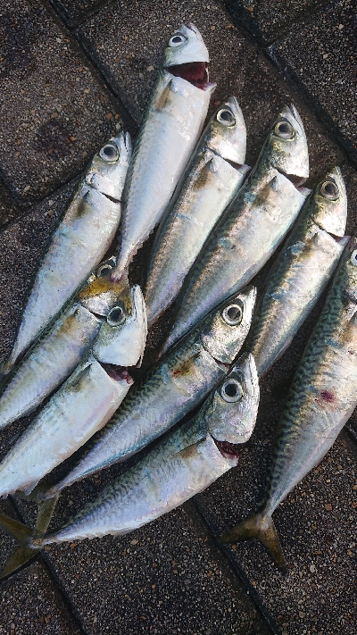 南港サバリング