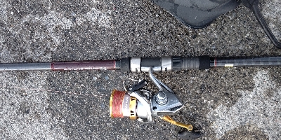 ベタ凪でヒラスズキ