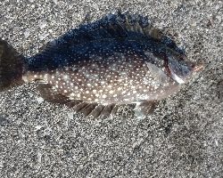 アイゴが釣れました。