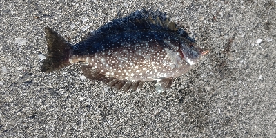 アイゴが釣れました。