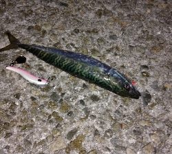 アジュール舞子の大サバ求めて