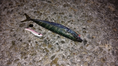 アジュール舞子の大サバ求めて