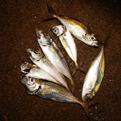 サバーバサイズアップ