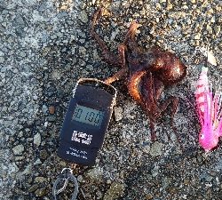 仕事終わりのタコ釣り