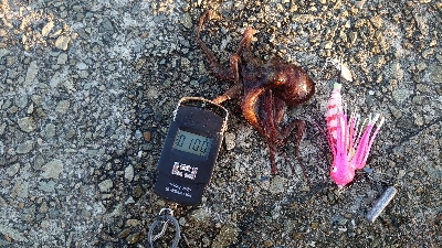 仕事終わりのタコ釣り