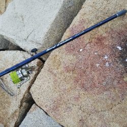 室津のキス釣り