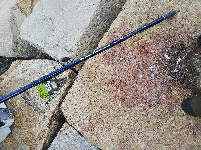 室津のキス釣り