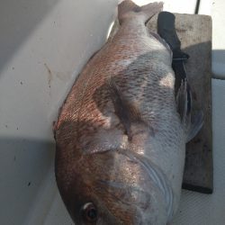 SLＪ＆鯛ラバで6種目ゲット