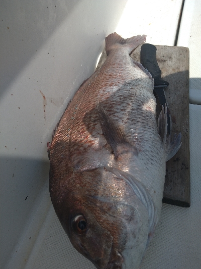 SLＪ＆鯛ラバで6種目ゲット