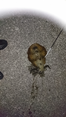 久しぶりに、行ってきました。