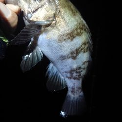 まだ釣れてます。