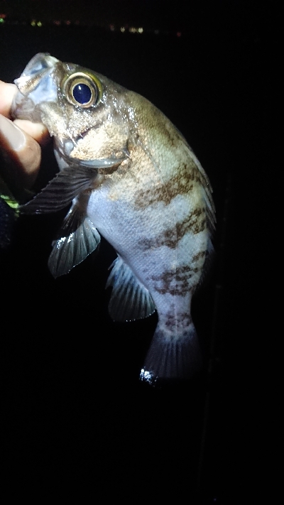 まだ釣れてます。