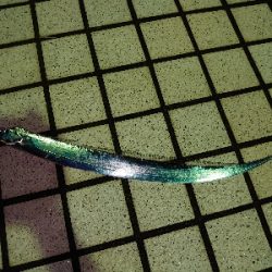 何か釣れないかな釣行