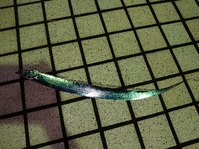 何か釣れないかな釣行