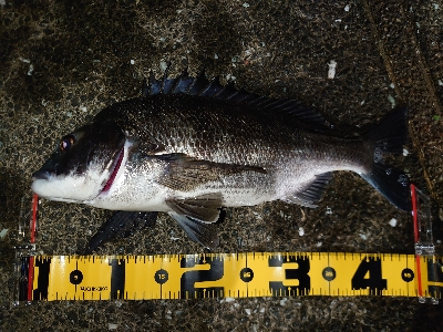 シーバス狙いが…