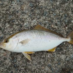強風と小雨の中…