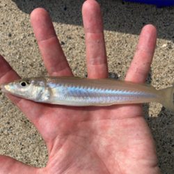 久々にサーフとショアから初マゴチ