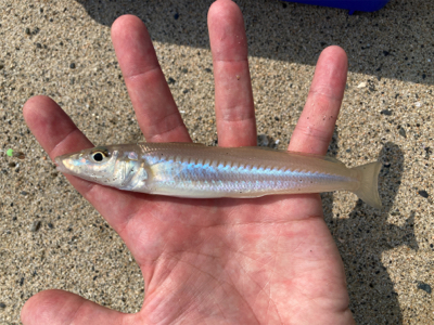 久々にサーフとショアから初マゴチ