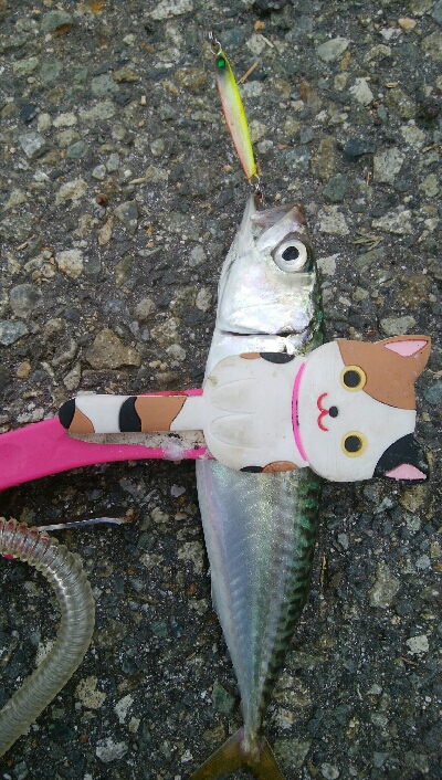 『釣りデビュー(´▽`)』213