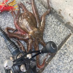 HC蛸散歩。何とか3杯。。