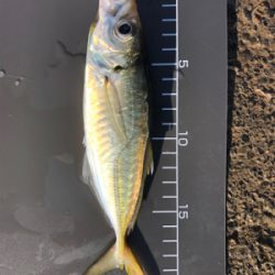 アジ釣れてます