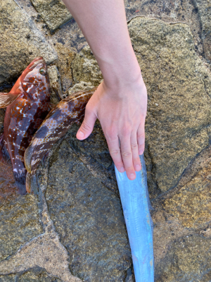 太刀魚　アコウ