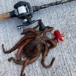 狩れるだけ狩るべくHC蛸散歩。4杯。。