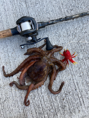 狩れるだけ狩るべくHC蛸散歩。4杯。。