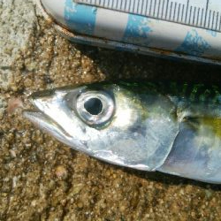 『釣りデビュー(^^)』214