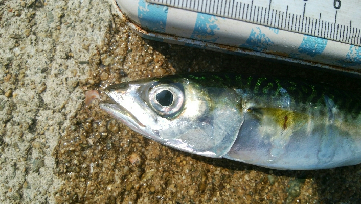 『釣りデビュー(^^)』214