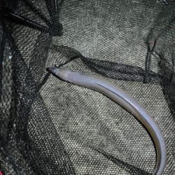 アジングのつもりが