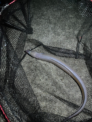 アジングのつもりが