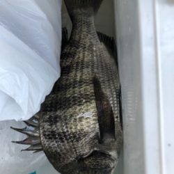 初めてだんご釣り