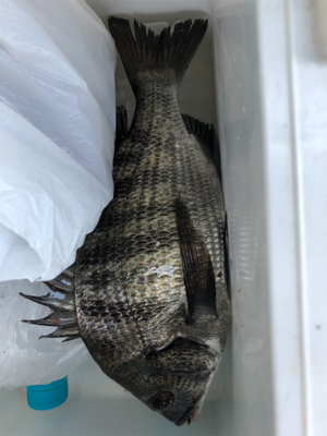 初めてだんご釣り