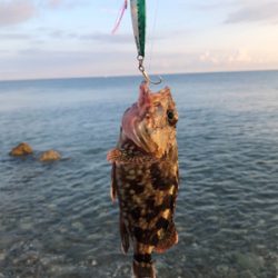 サーフでキジハタ