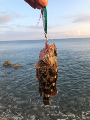 サーフでキジハタ