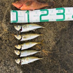 2021 佐渡ヶ島ライトゲーム