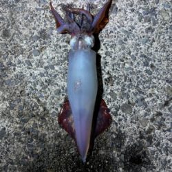 ケンサキイカ調査