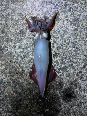 ケンサキイカ調査