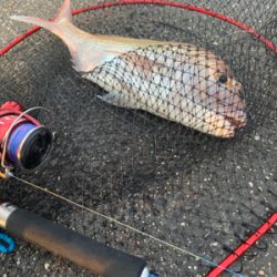 まさかの初ショアレッド！