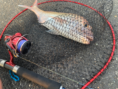 まさかの初ショアレッド！