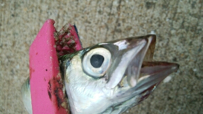 『釣りデビュー(^.^)』215