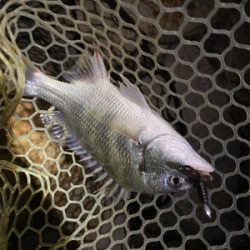 淀川ブリームゲーム