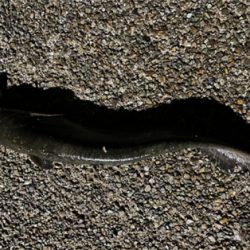 ハンドメイドルアーでナマジング