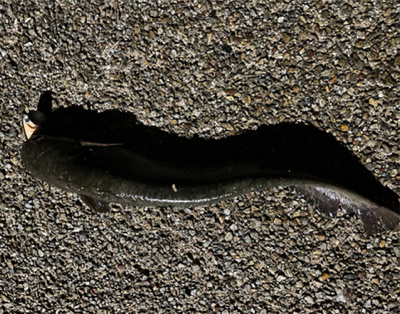 ハンドメイドルアーでナマジング