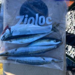 弓角釣れました。