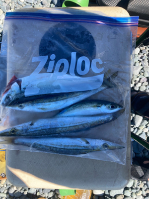 弓角釣れました。